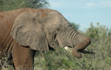 Kruger National Park wildlife: elephant