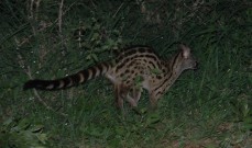 Kruger National Park wildlife: genet