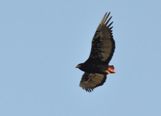 Kruger Park fly-in safaris: bateleur eagle