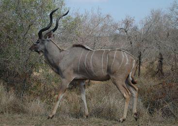 Kruger Park history: kudu