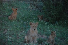 Kruger Park night drive: lion cubs