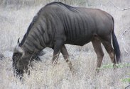 Kruger Park private: wildebeest