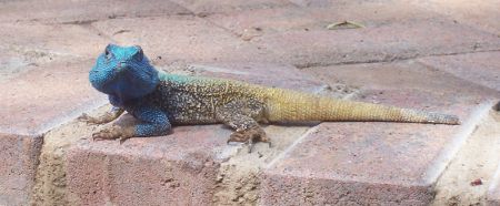 Kruger Skukuza: Agama lizard, Kruger National Park