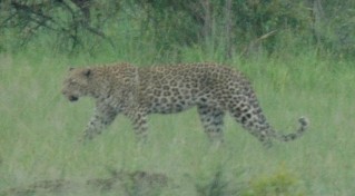 Leopard, Kruger National Park