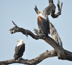 Malelane: African fish eagles, Kruger National Park