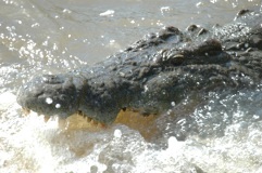 Predator: crocodile, Kruger National Park