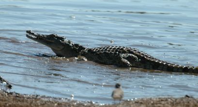 Reptiles: crocodile, Kruger National Park