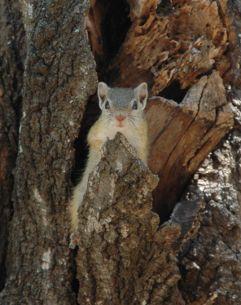 Self-catering accommodation Kruger National Park: squirrel