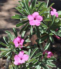 Site map: flowers, Kruger National Park