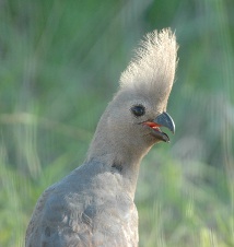 Site map: grey go away bird (lourie), Kruger National Park