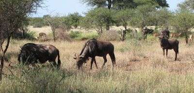 Wildebeest, Kruger National Park