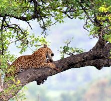 Wildlife: leopard, Kruger National Park