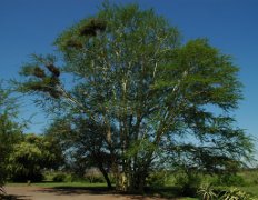 Fever tree