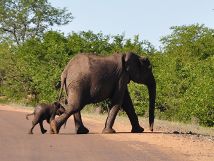 Elephants crossing road