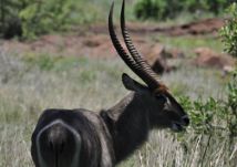 Waterbuck