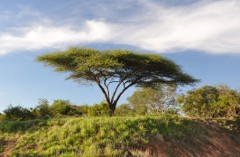 Umbrella thorn tree