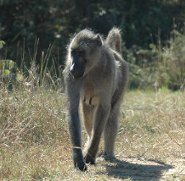 Baboon