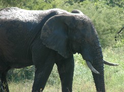 Elephant