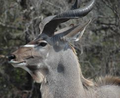 Kudu