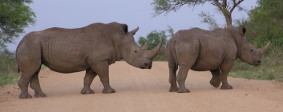 Rhinos