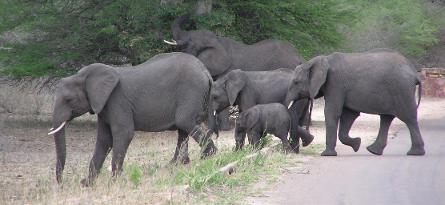 Elephants crossing road