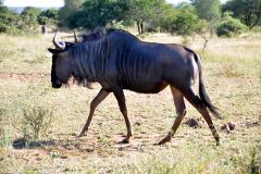 Wildebeest