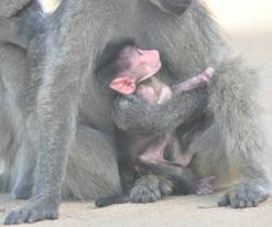 Baby baboon with mother
