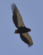 Bateleur eagle in flight
