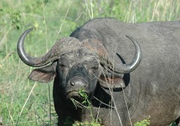 Buffalo