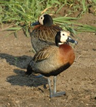 White-faced duck