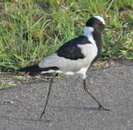 Blacksmith lapwing plover