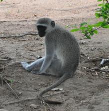 Vervet monkey