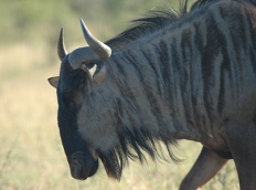 Wildebeest