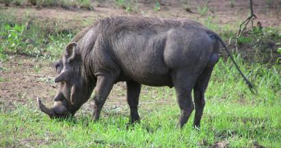 Warthog