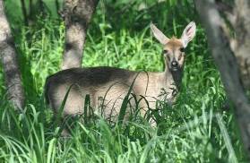 Grey duiker
