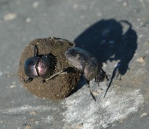 Dung beetles rolling elephant dung