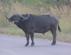 Buffalo
