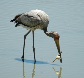 Yellow-billed stork with frog