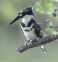 Pied kingfisher