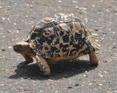 Leopard tortoise