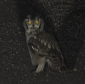 Spotted eagle-owl at night