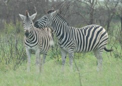 Zebras