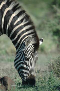 Zebra eating
