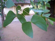 Butterfly-shaped leaves, mopani tree