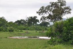 Kruger National Park ecosystem