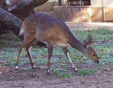 Bushbuck