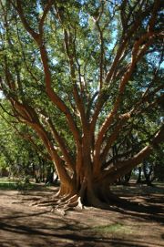 Tree at Skukuza Rest Camp