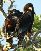 Terathopius ecaudatus