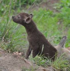 Hyena cub