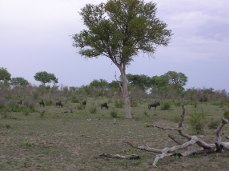 Kruger Park landscape